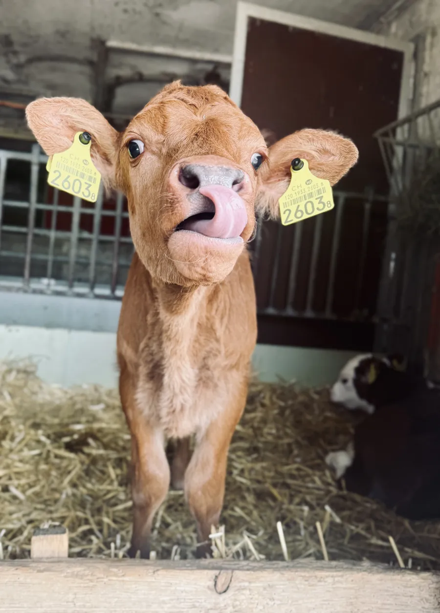 Neugieriges Kalb im Kälberstall des Steinackerhofs