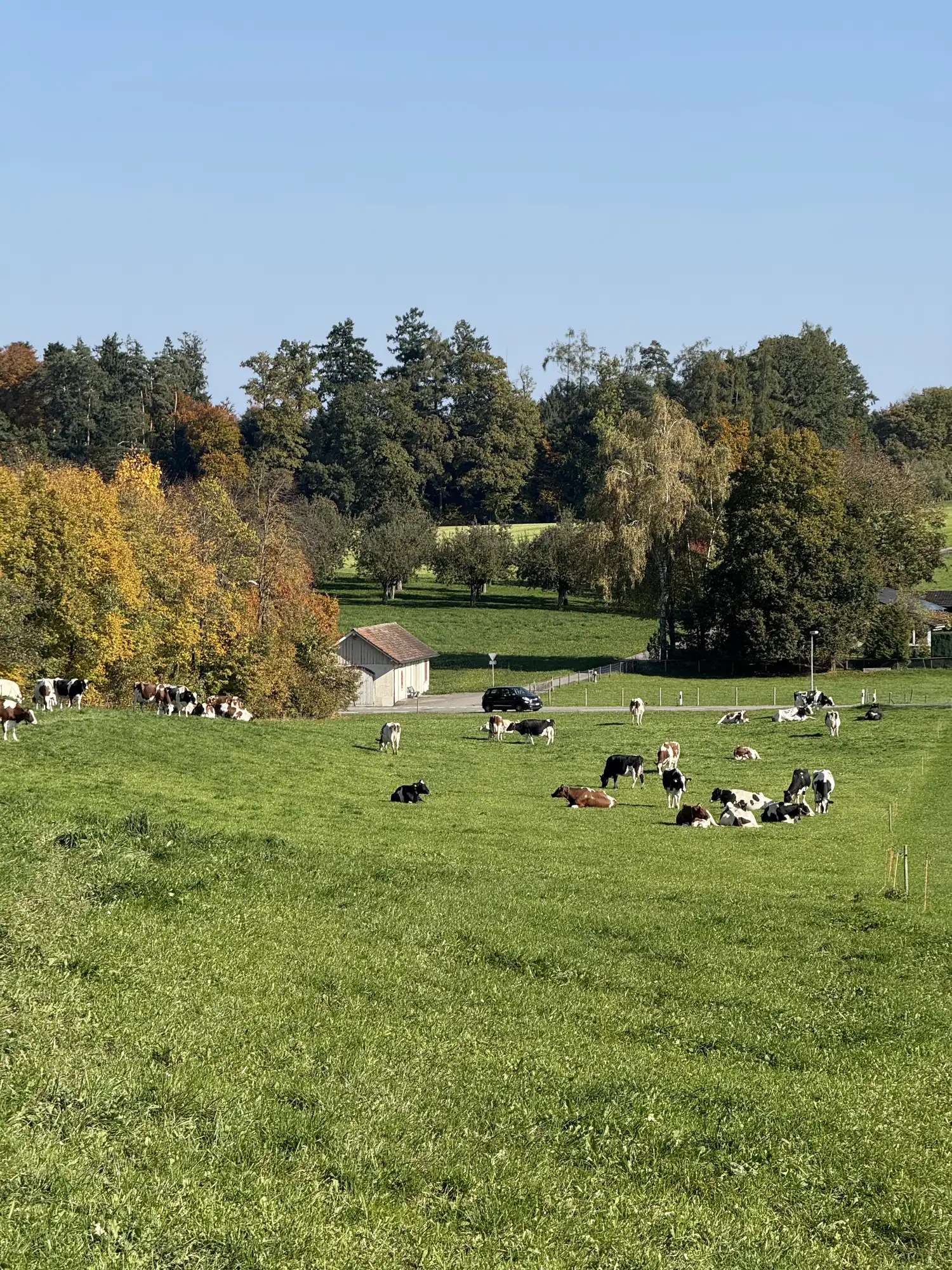 Die Herde auf der Weide vor dem Steinackerhof
